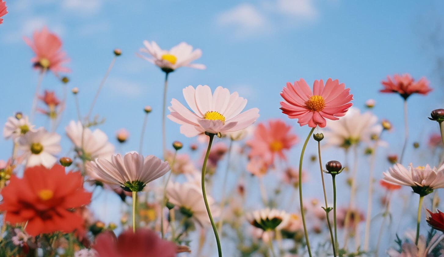 Картинка к тесту - Какой ты цветок? Узнай свою истинную природу